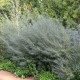 SALIX rosmarinifolia