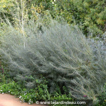 SALIX rosmarinifolia