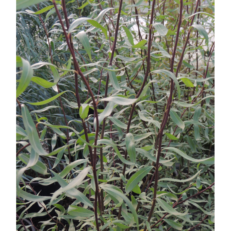SALIX tortuosa 'Chocolat'