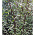 SALIX tortuosa 'Chocolat'