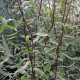 SALIX tortuosa 'Chocolat'