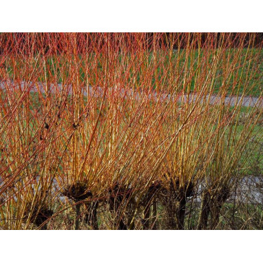 SALIX viminalis