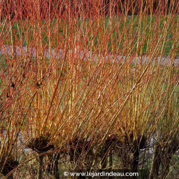 SALIX viminalis