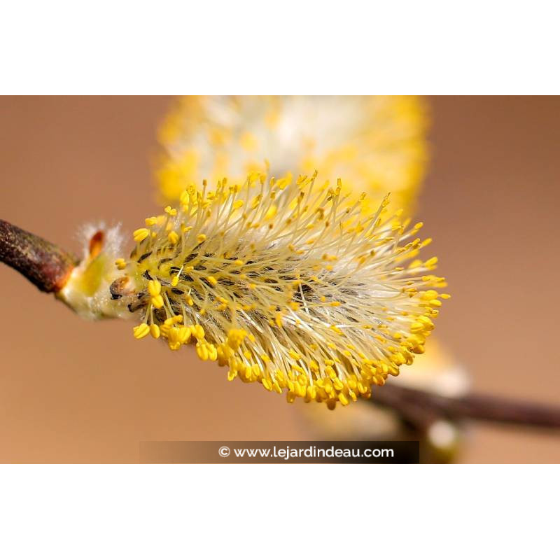 SALIX caprea