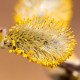 SALIX caprea