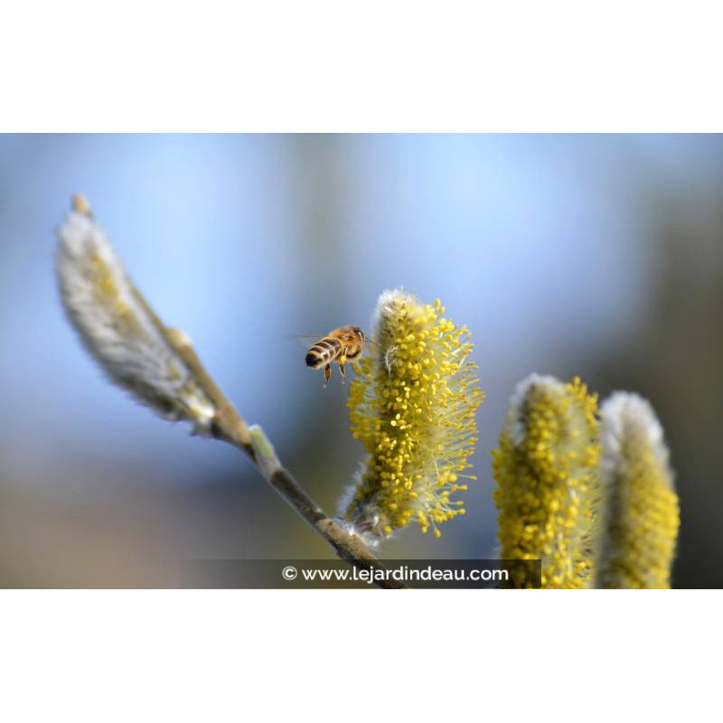 SALIX caprea