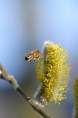 SALIX caprea