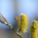 SALIX caprea