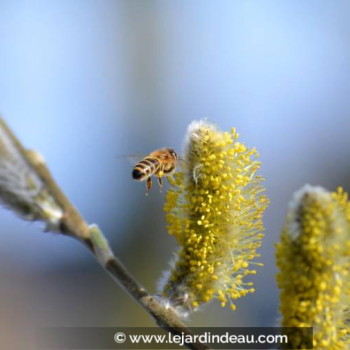 SALIX caprea