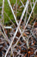 SALIX irrorata