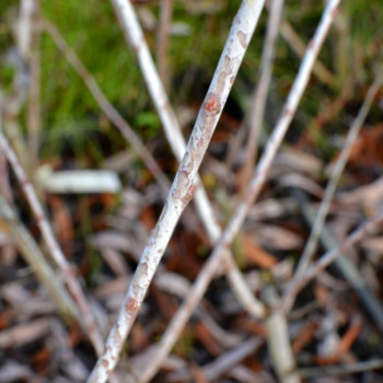 SALIX irrorata