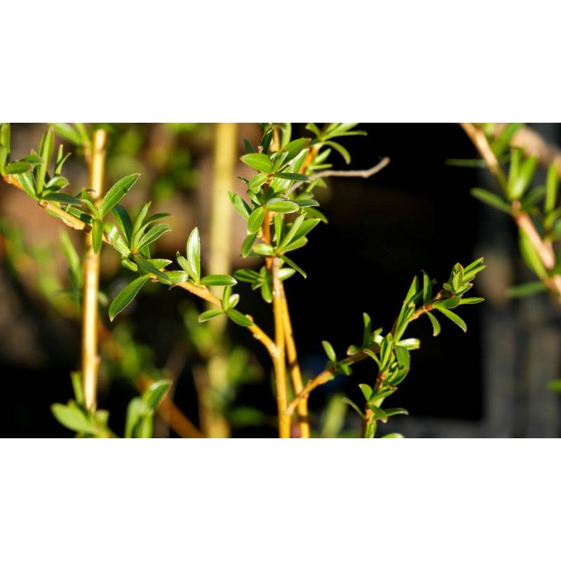 SALIX x sepulcralis 'Chrysocoma'