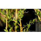 SALIX x sepulcralis 'Chrysocoma'