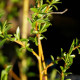 SALIX x sepulcralis 'Chrysocoma'