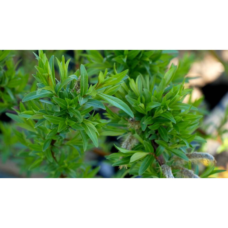 SALIX udensis 'Sekka'