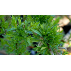 SALIX udensis 'Sekka'