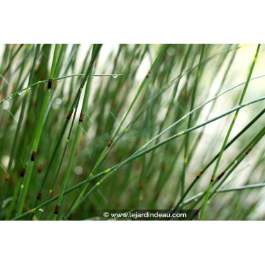 EQUISETUM x moorei