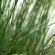 EQUISETUM x moorei