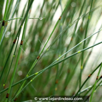 EQUISETUM x moorei