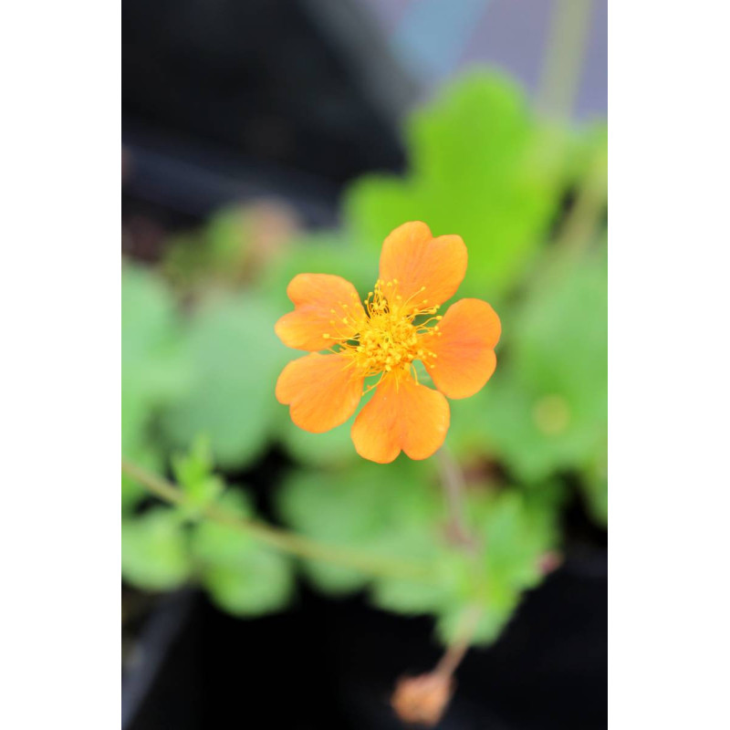 GEUM 'Borisii'