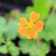 GEUM 'Borisii'