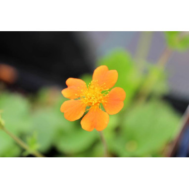 GEUM \'Borisii\'