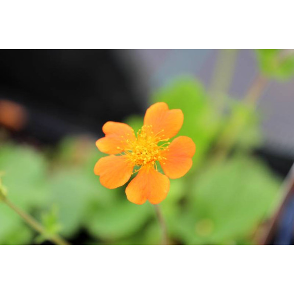GEUM 'Borisii'