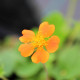 GEUM 'Borisii'