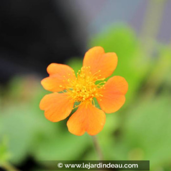 GEUM &#039;Borisii&#039;