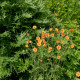 GEUM 'Borisii'