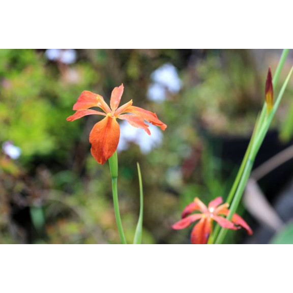 IRIS fulva
