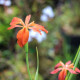 IRIS fulva