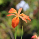 IRIS fulva