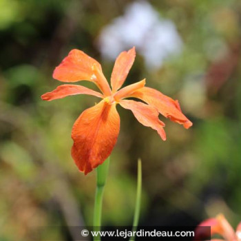 IRIS fulva