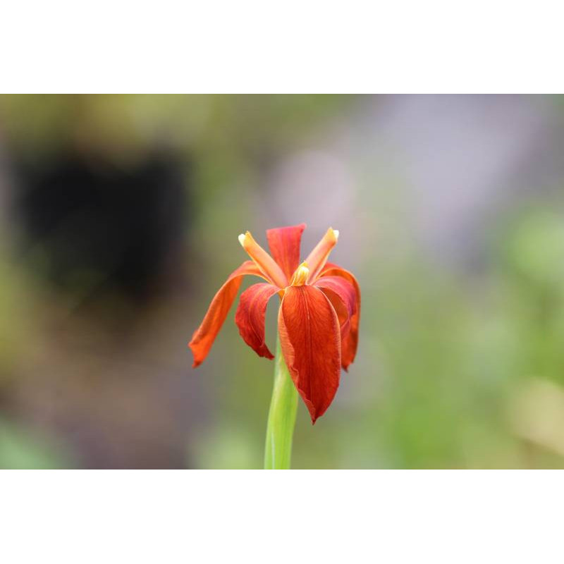 IRIS fulva IRIS fulva