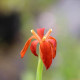 IRIS fulva