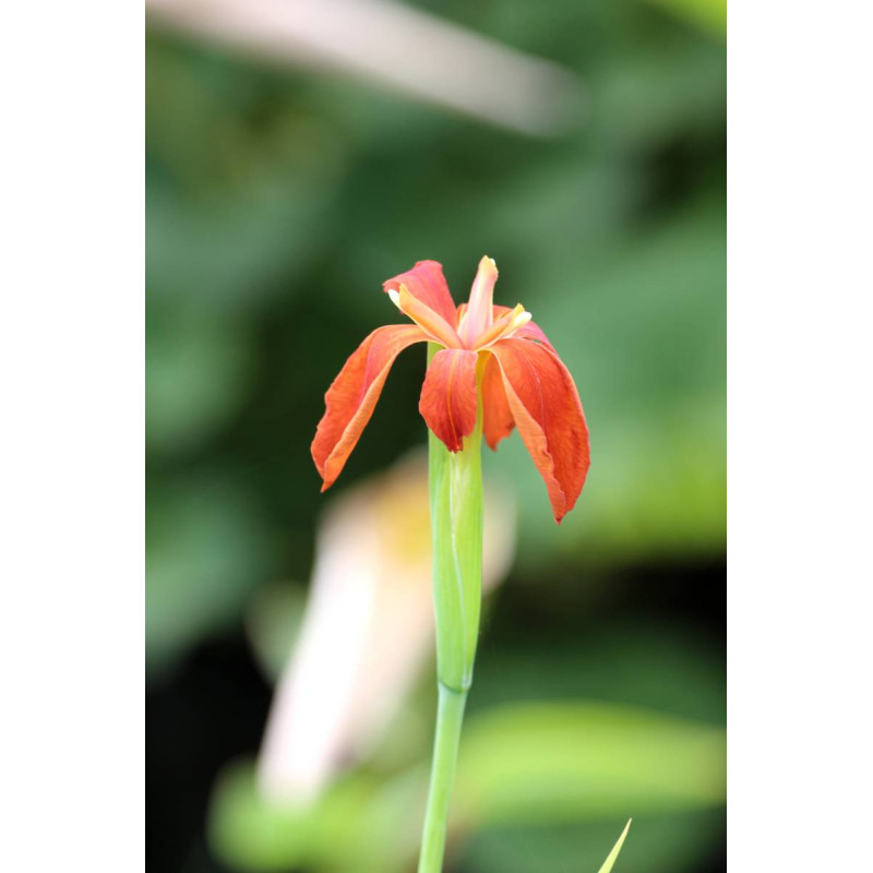 IRIS fulva IRIS fulva