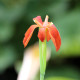 IRIS fulva