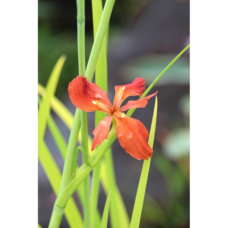 IRIS fulva IRIS fulva