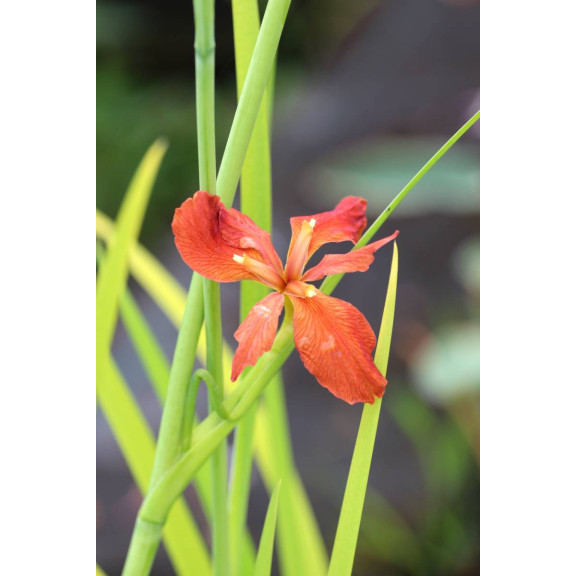 IRIS fulva