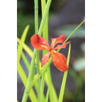 IRIS fulva IRIS fulva