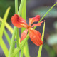 IRIS fulva