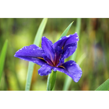 IRIS louisiana \'Mentida\'