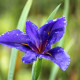 IRIS louisiana 'Mentida'