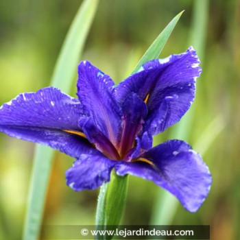 IRIS louisiana &#039;Mentida&#039;