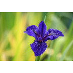 IRIS louisiana 'Mentida'