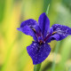 IRIS louisiana 'Mentida'