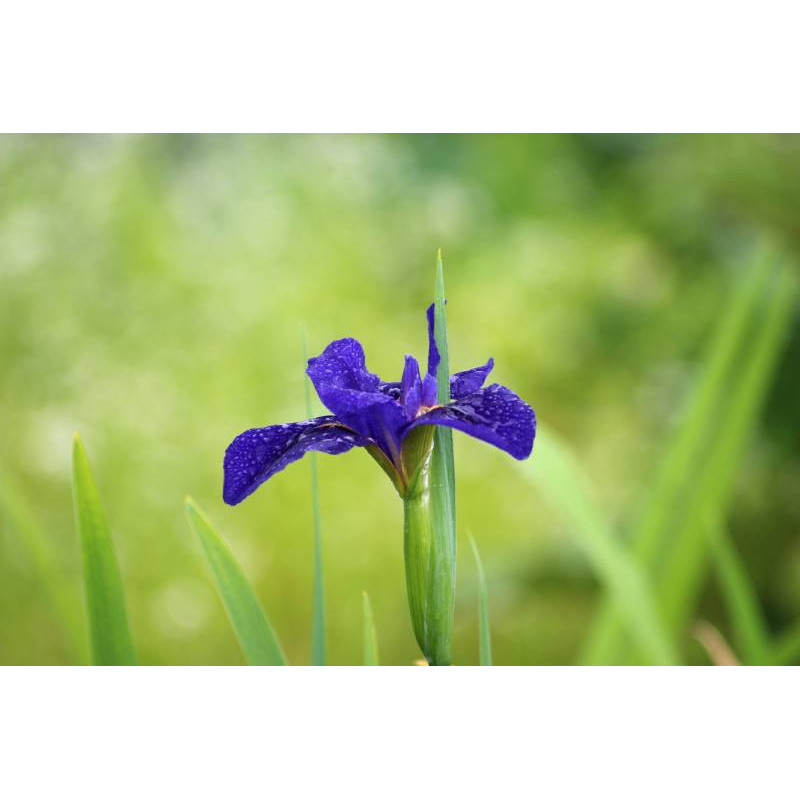 IRIS louisiana 'Mentida'