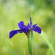 IRIS louisiana 'Mentida'