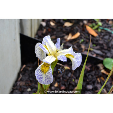 IRIS pseudacorus \'Roy\'s Repeater\'